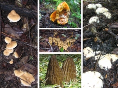 Top Quality Gourmet Wild Mushrooms harvested in North America